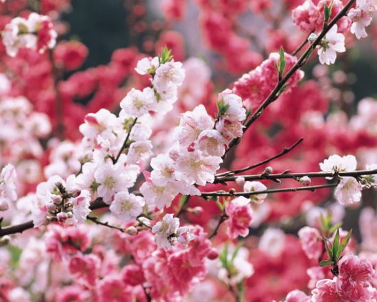 龙泉桃花