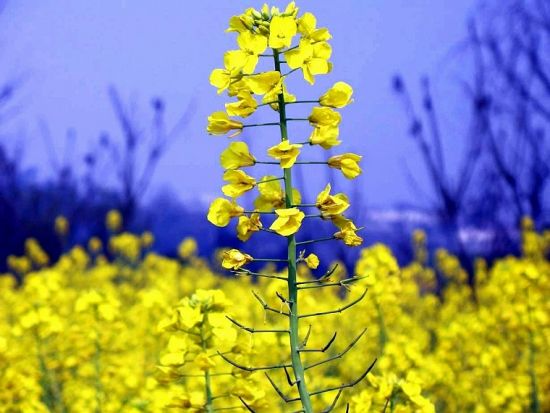 成都周边油菜花